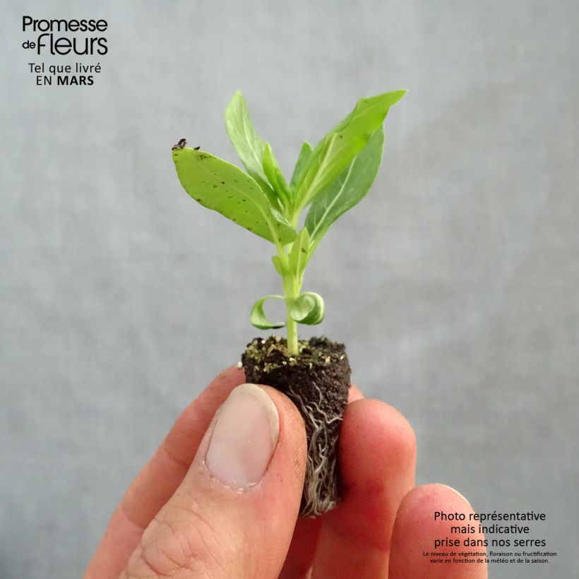 Catharanthus roseus Titan F1 White - Madagascar periwinkle Plug plant 1.5/2.5 cm sample as delivered in spring