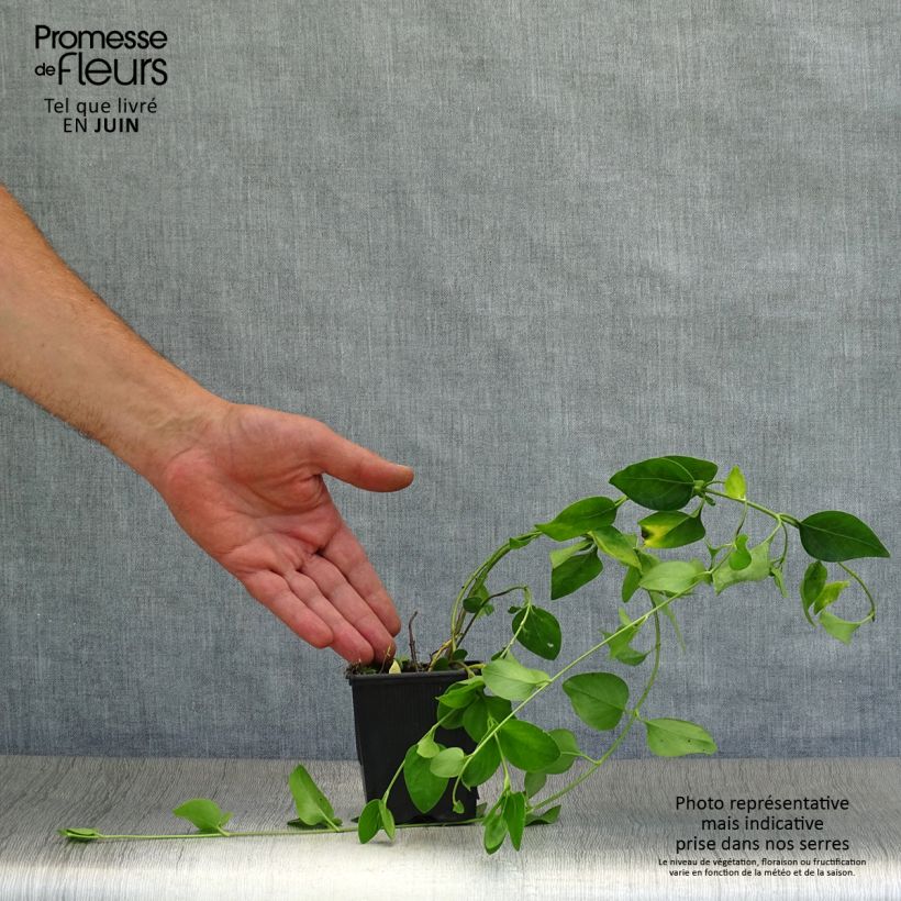 Vinca difformis 8/9 cm pot sample as delivered in summer