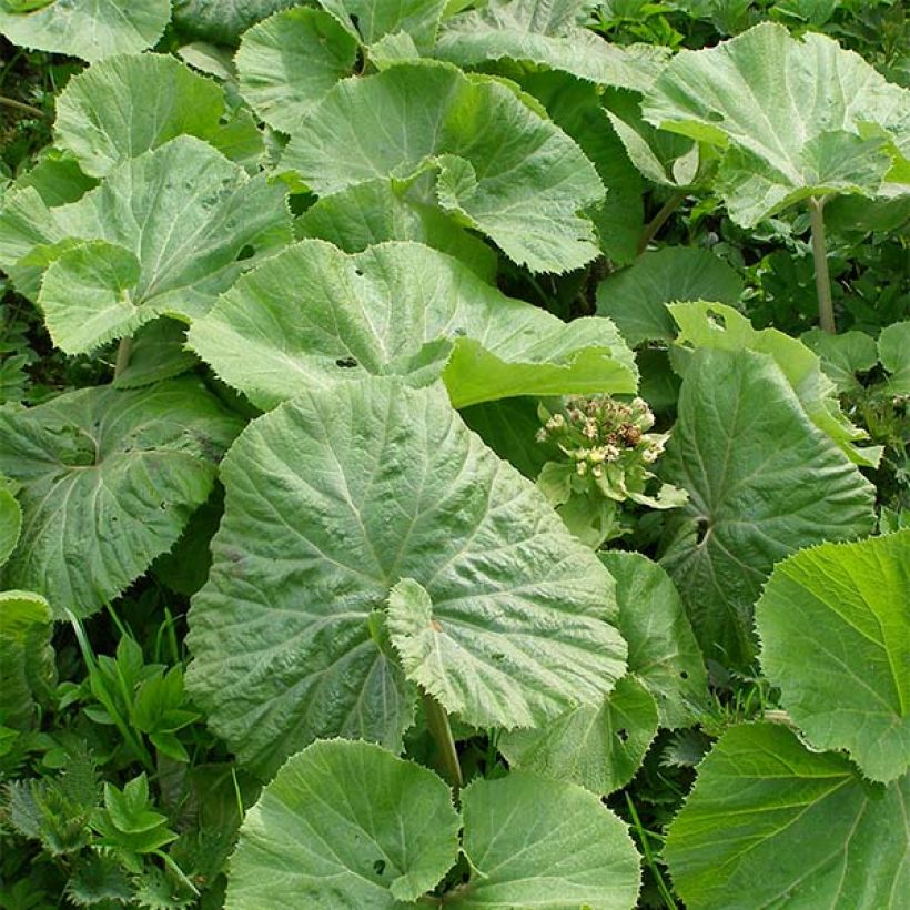 Petasites albus (Foliage)