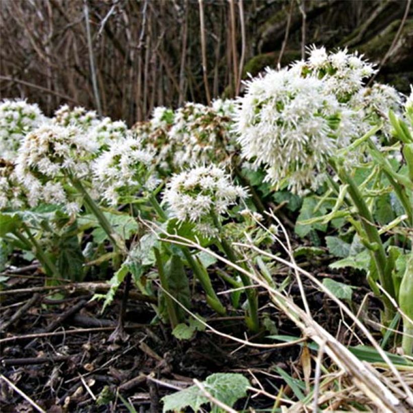 Petasites albus (Flowering)