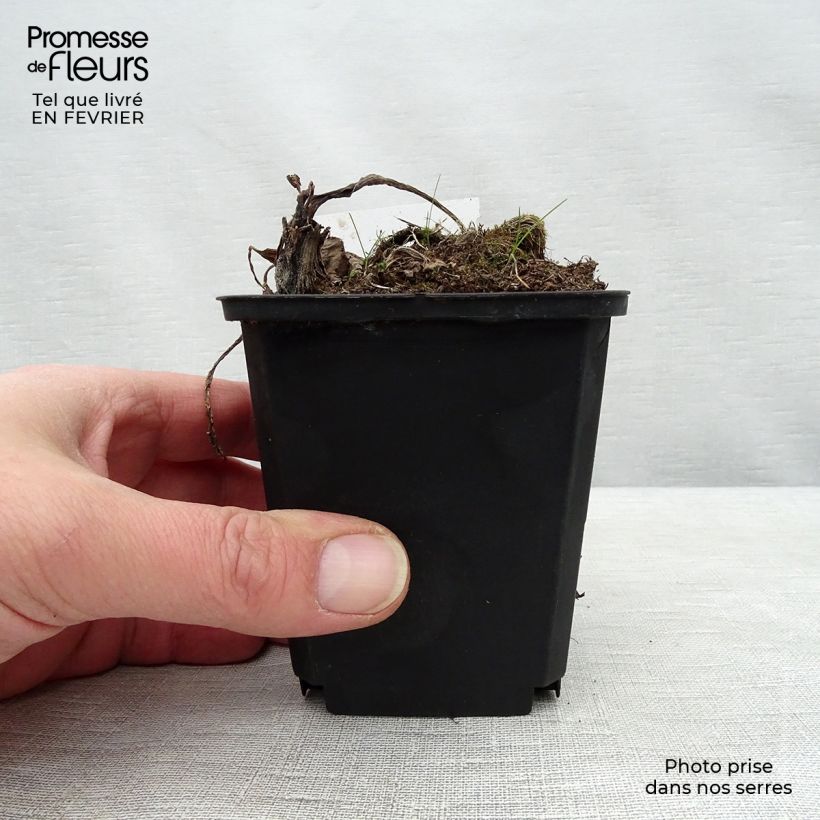 Petasites albus 8/9 cm pot sample as delivered in winter