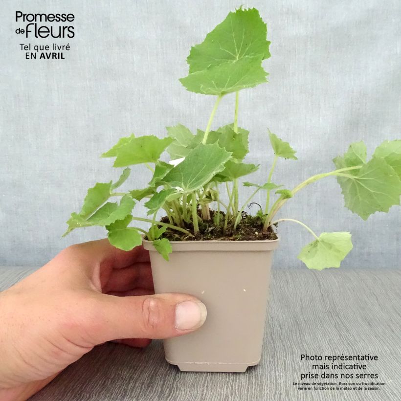 Petasites albus 8/9 cm pot sample as delivered in spring