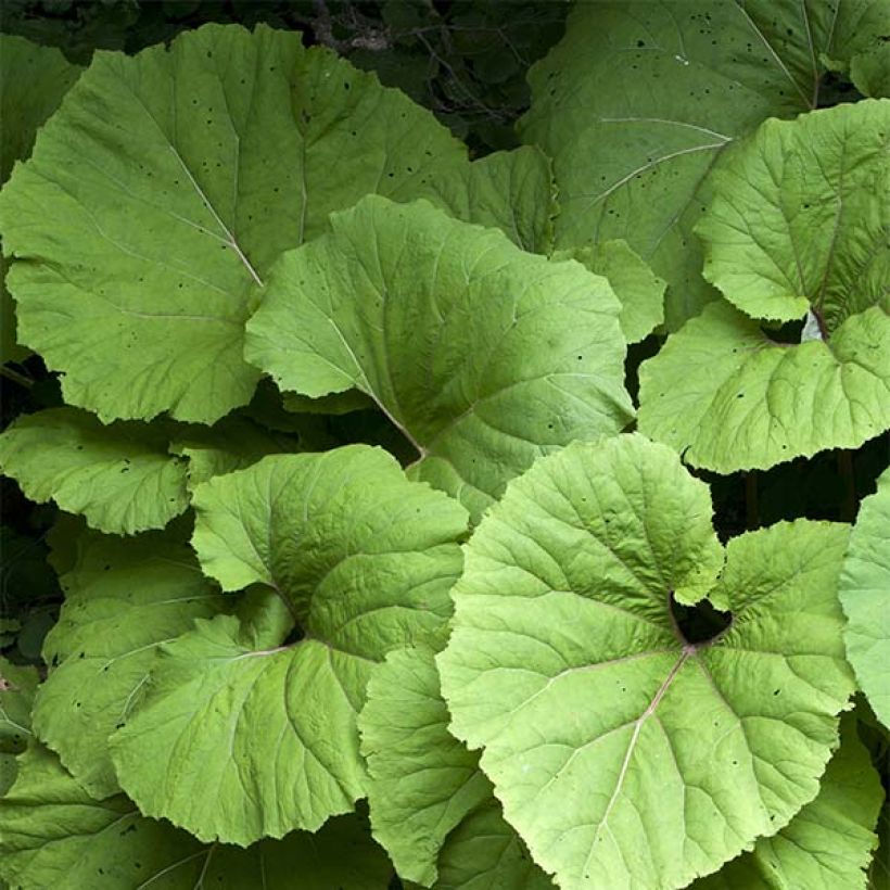 Petasites hybridus  (Foliage)