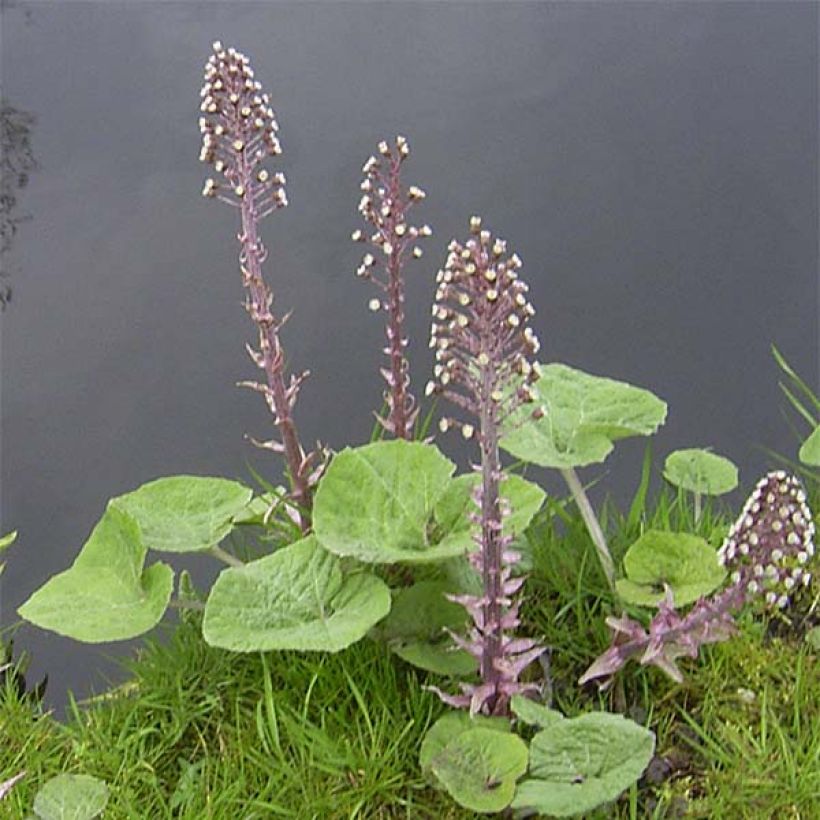 Petasites hybridus  (Plant habit)