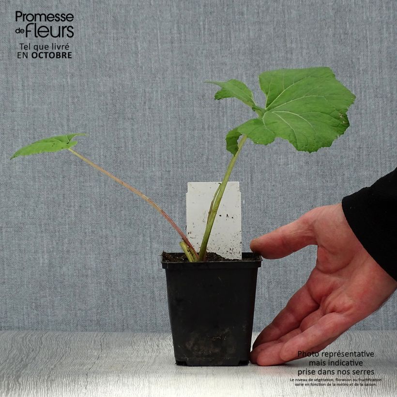 Petasites hybridus  8/9 cm pot sample as delivered in autumn