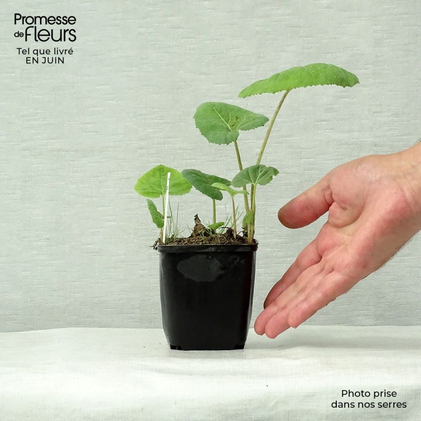 Petasites hybridus  8/9 cm pot sample as delivered in summer