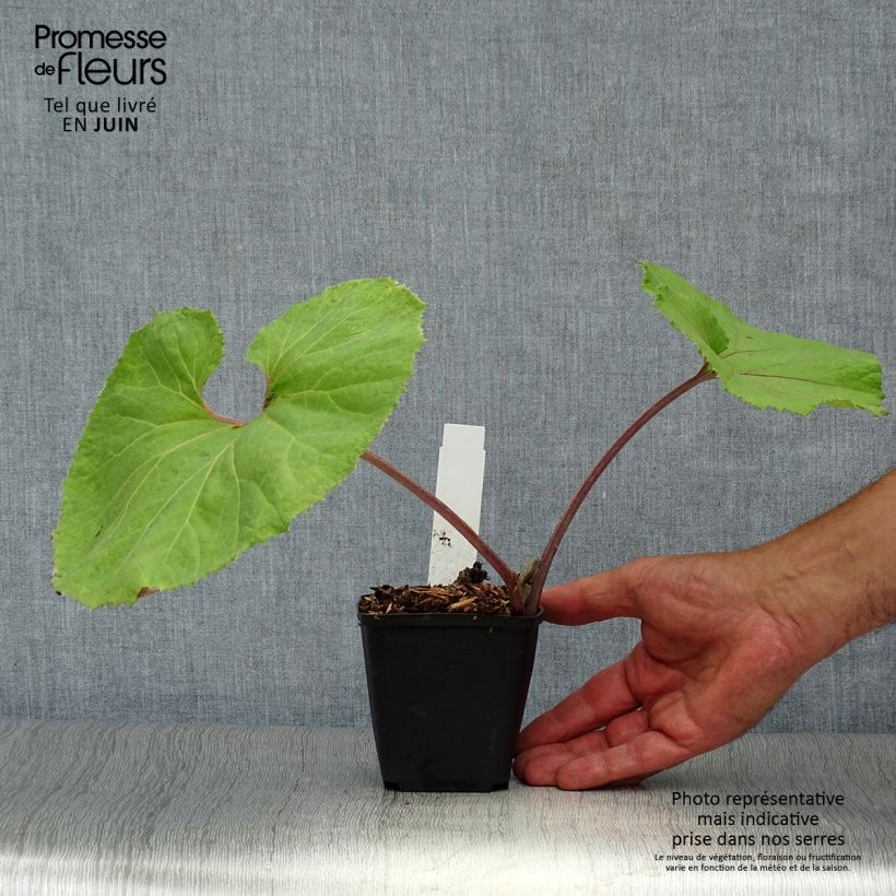 Petasites japonicus 'Giganteus' 8/9 cm pot sample as delivered in summer