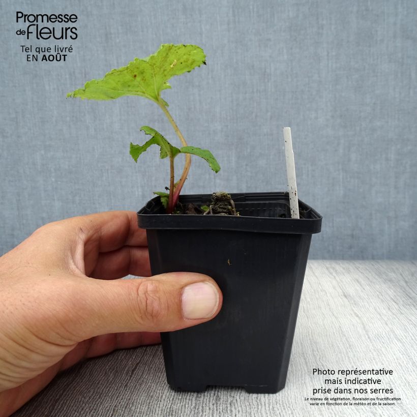 Petasites japonicus 'Variegatus' 8/9 cm pot sample as delivered in summer