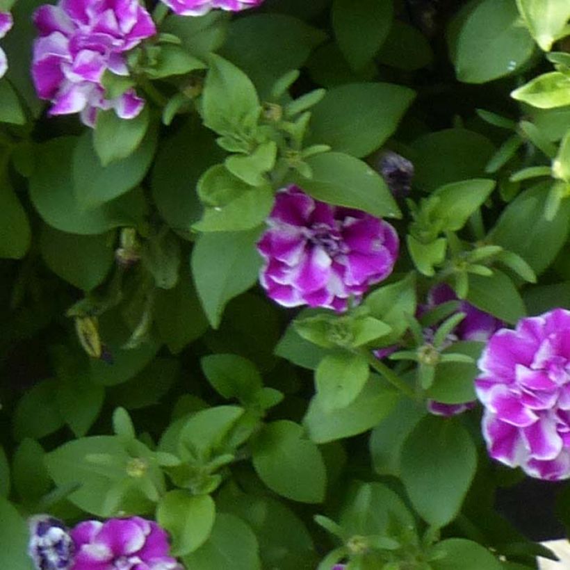 Petunia Amarena Twist (Foliage)