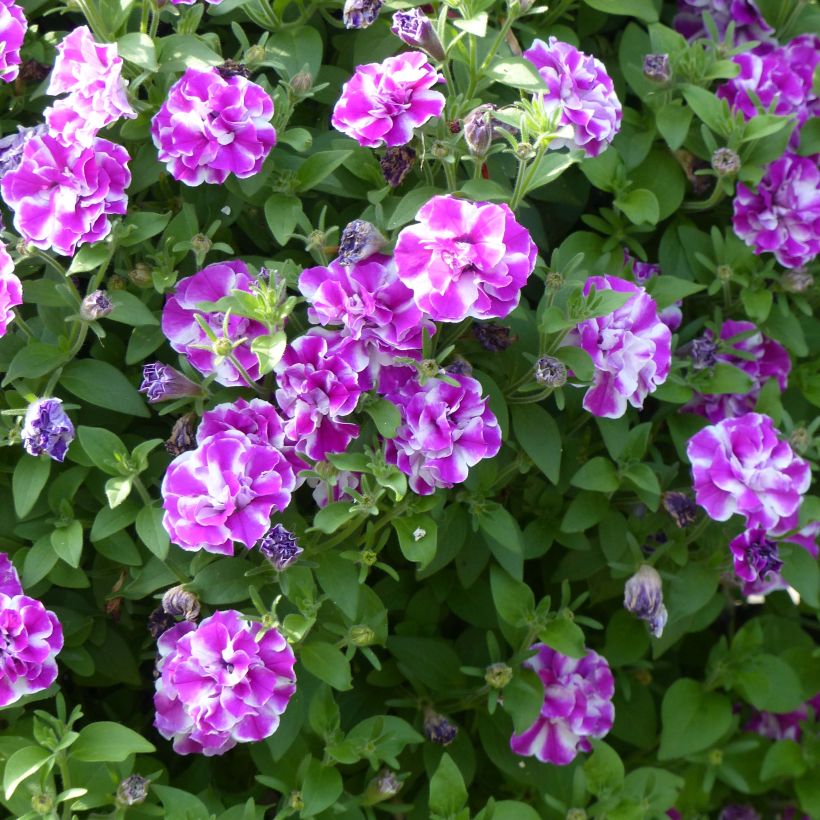 Petunia Amarena Twist (Flowering)