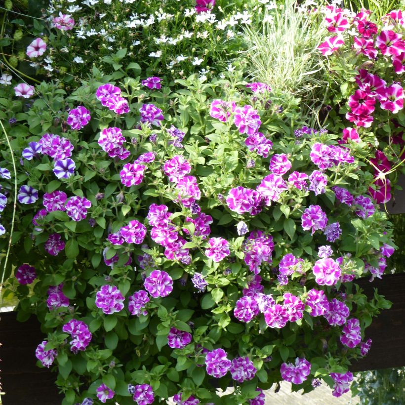 Petunia Amarena Twist (Plant habit)