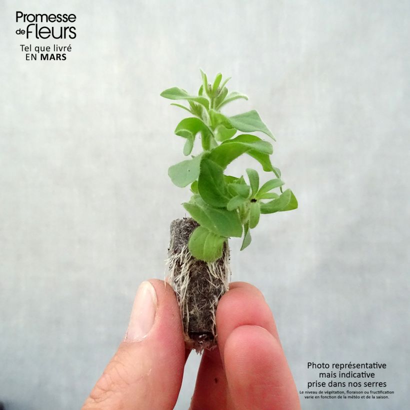 Petunia Amarena Twist Plug plant 3/4cm sample as delivered in spring