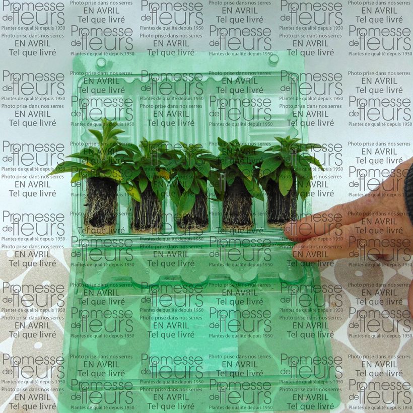 Example of Petunia Designer Rose Star Plug plant 3/4cm specimen as delivered