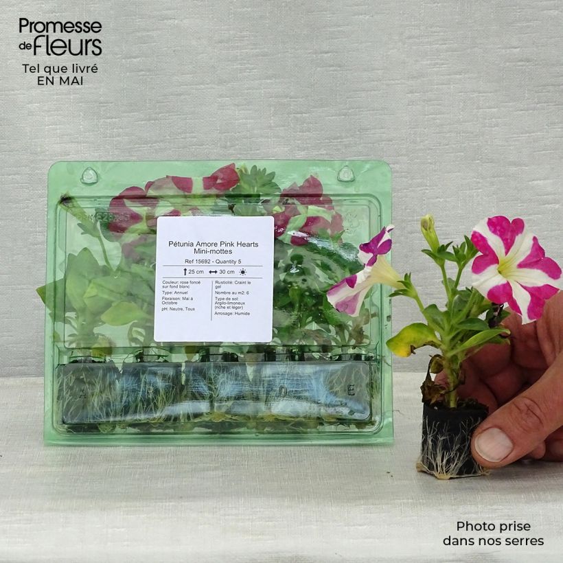 Petunia Amore Pink Hearts Plug plant 3/4cm sample as delivered in spring