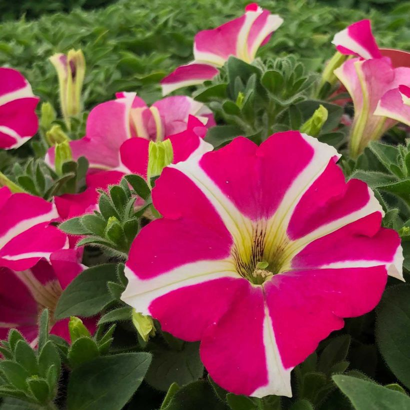 Petunia Amore Pink Hearts (Flowering)