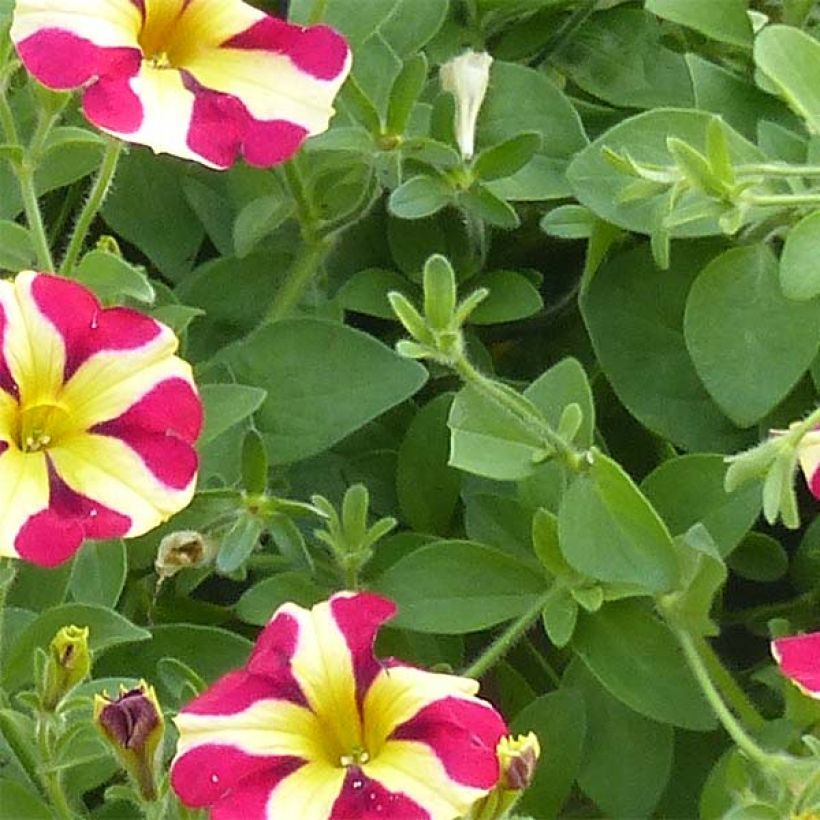 Petunia Amore Queen of Hearts (Foliage)