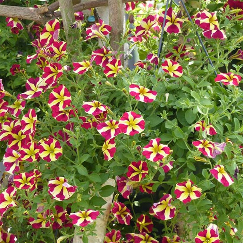 Petunia Amore Queen of Hearts (Plant habit)