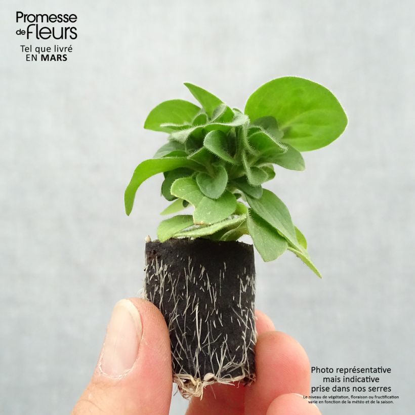 Petunia Amore Queen of Hearts Plug plant 3/4cm sample as delivered in spring