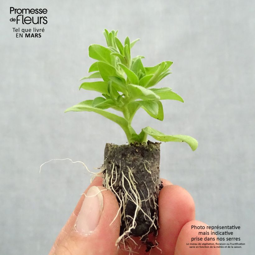 Petunia x grandiflora BabyDoll Plug plant 1.5/2.5 cm sample as delivered in spring