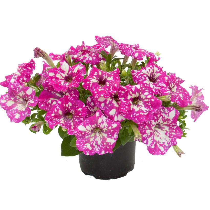 Petunia RoyalSky (Plant habit)