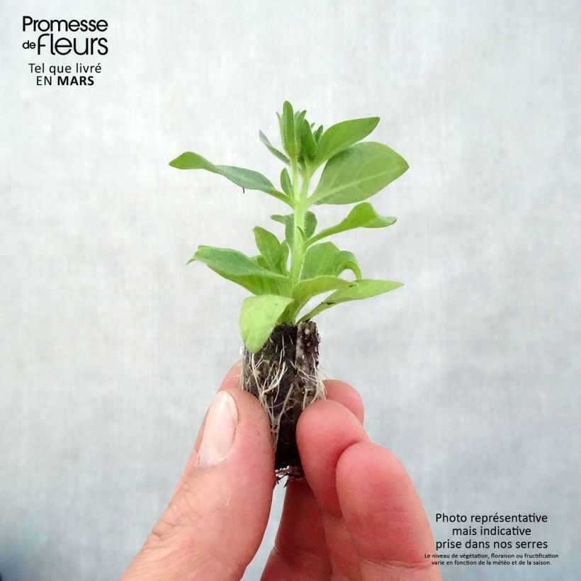 Petchoa hybrida BeautiCal Bordeaux Plug plant 3/4cm sample as delivered in spring