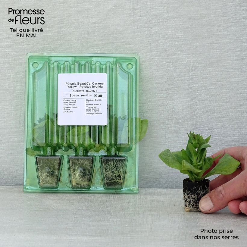 Petchoa hybrida BeautiCal Caramel Yellow Plug plant 3/4cm sample as delivered in spring