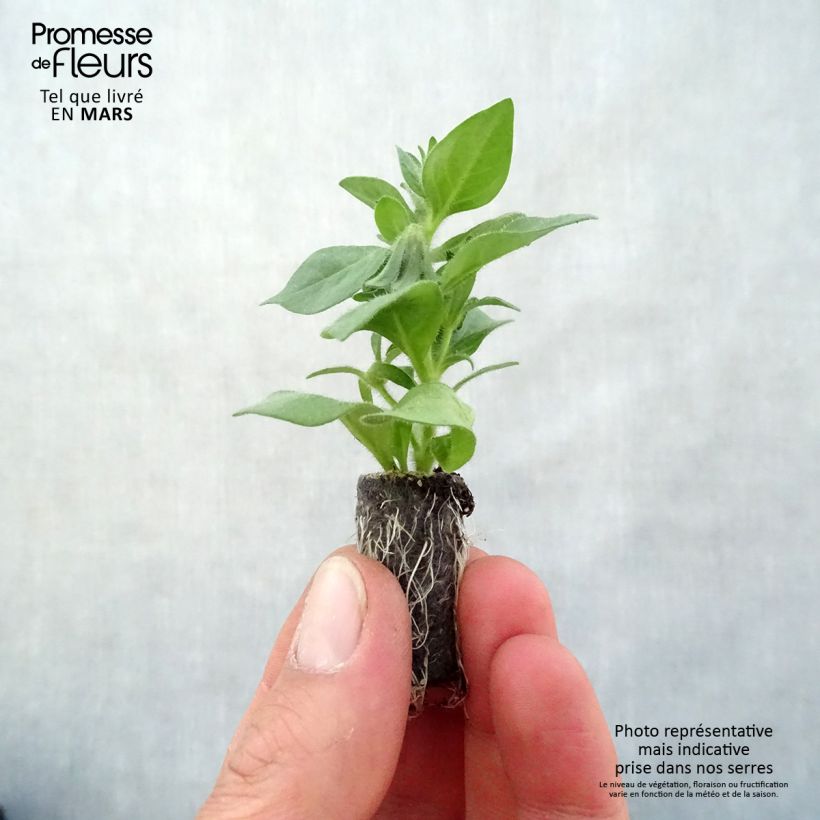 Petchoa hybrida BeautiCal Pearl White Plug plant 3/4cm sample as delivered in spring