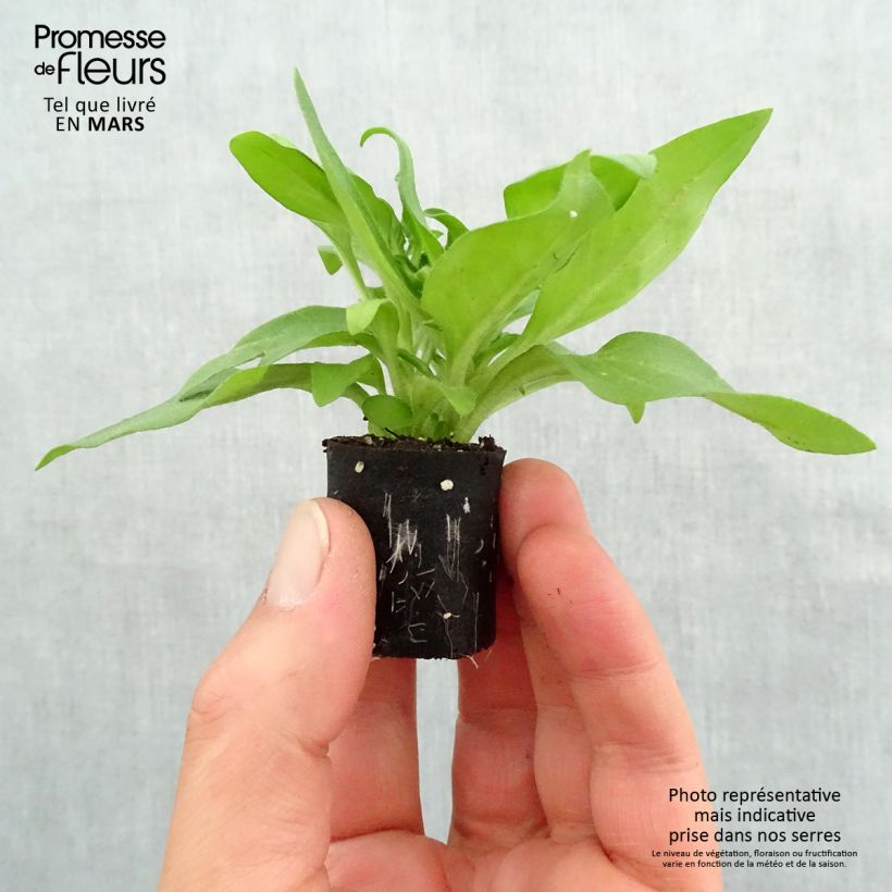 Petunia Black Ray Plug plant 3/4cm sample as delivered in spring