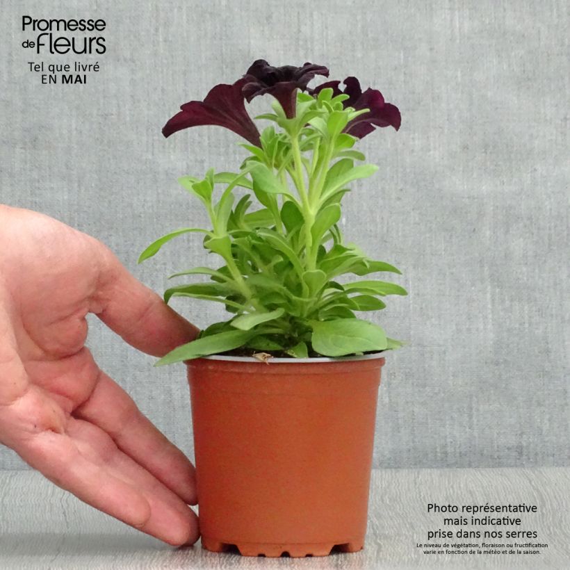 Petunia Black Ray 8/9 cm pot sample as delivered in spring