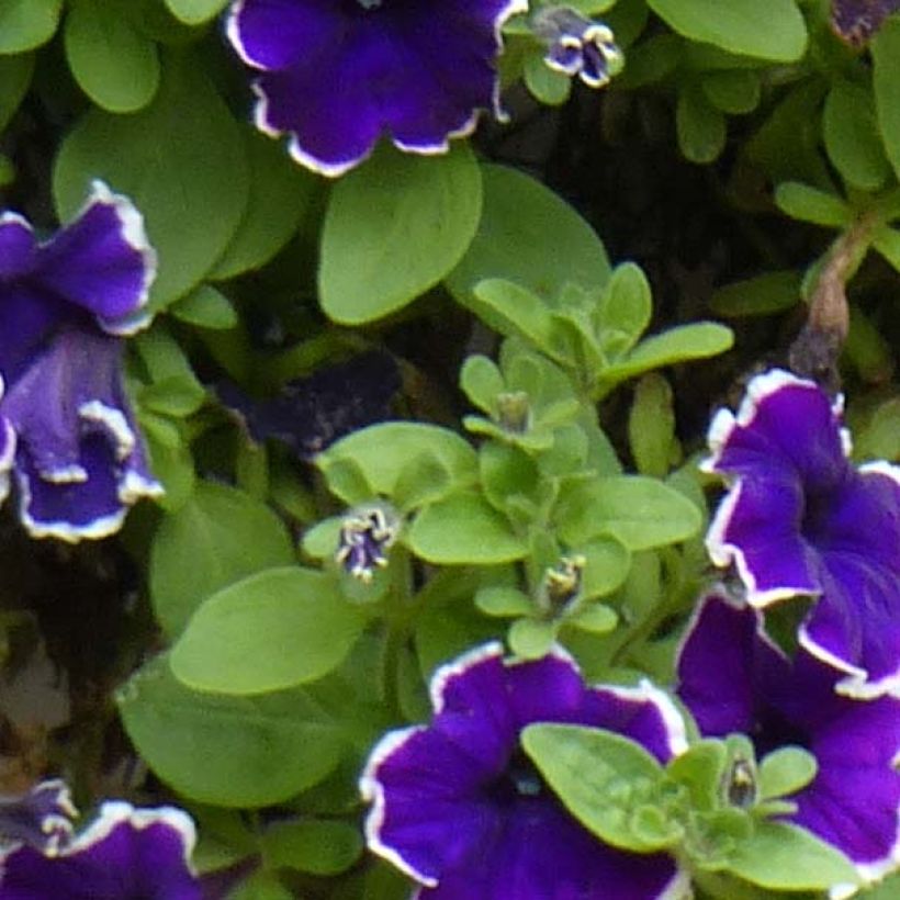 Petunia Surfinia Blue Picotee (Foliage)