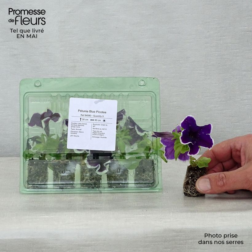 Petunia Surfinia Blue Picotee Plug plant 1.5/2.5 cm sample as delivered in spring
