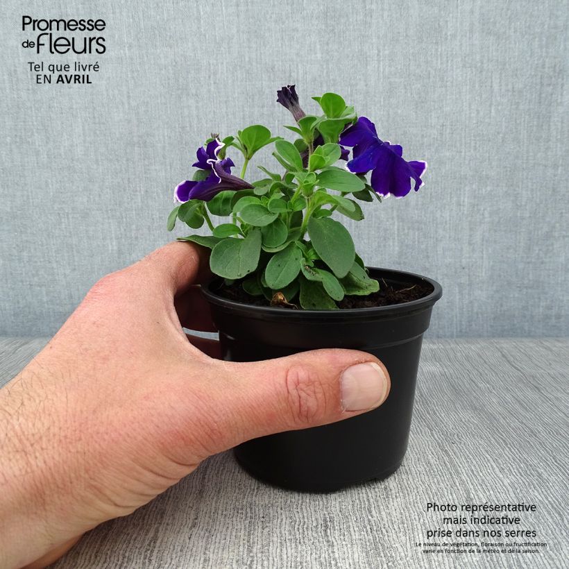 Petunia Surfinia Blue Picotee 8/9 cm pot sample as delivered in spring