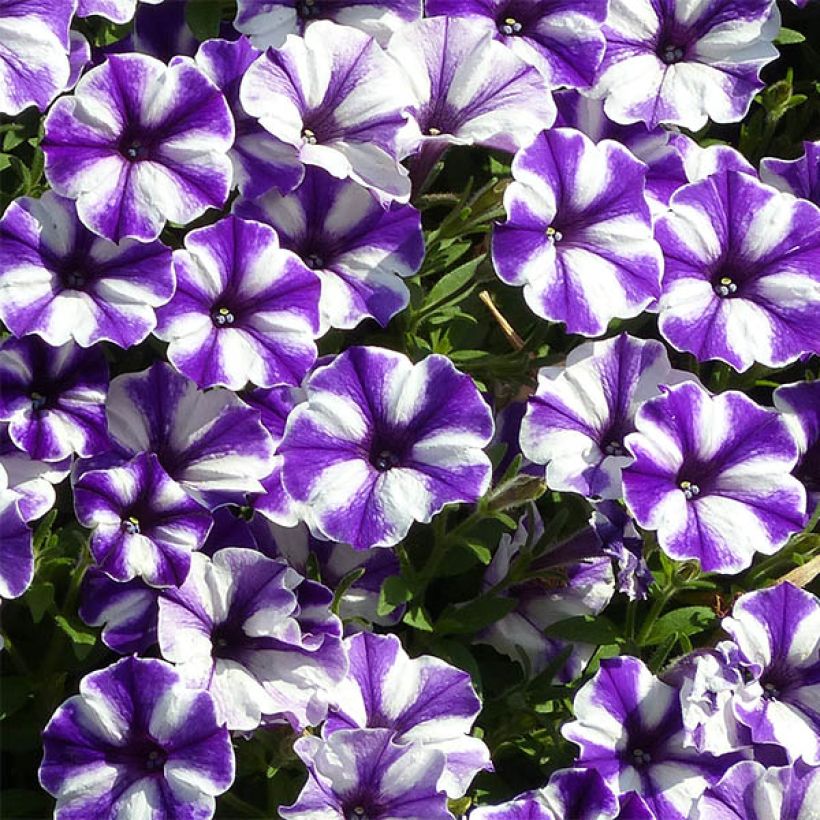 Petunia Blueberry Star (Flowering)