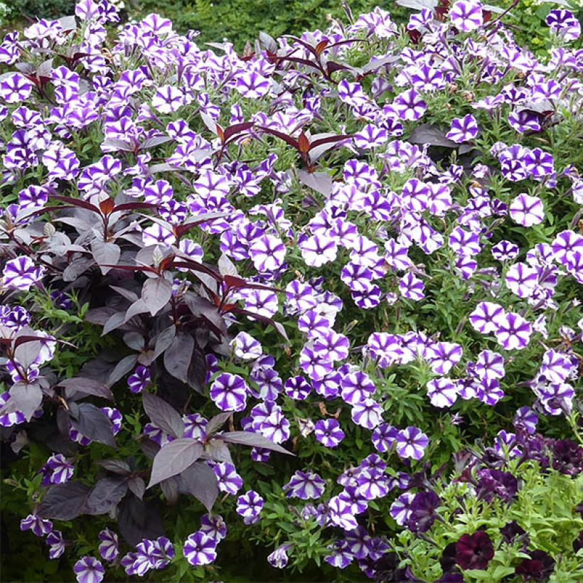 Petunia Blueberry Star (Plant habit)