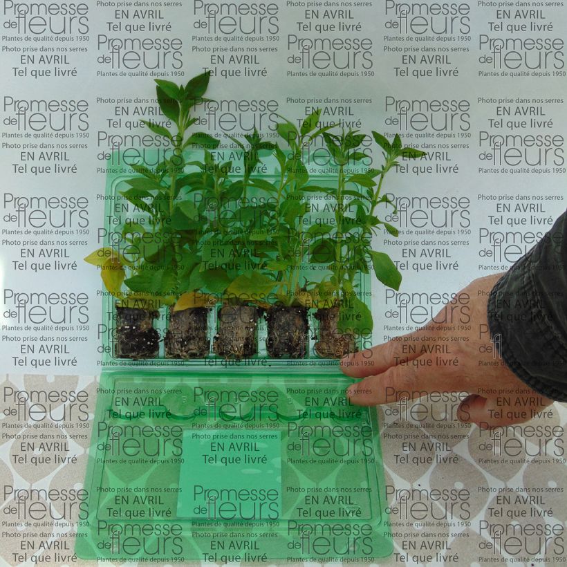Example of Petunia Blueberry Star Plug plant 3/4cm specimen as delivered