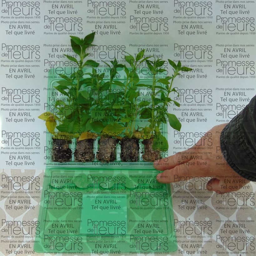 Example of Petunia Blueberry Star specimen as delivered