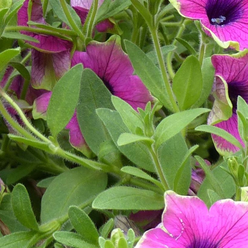 Petunia Designer Buzz Purple (Foliage)