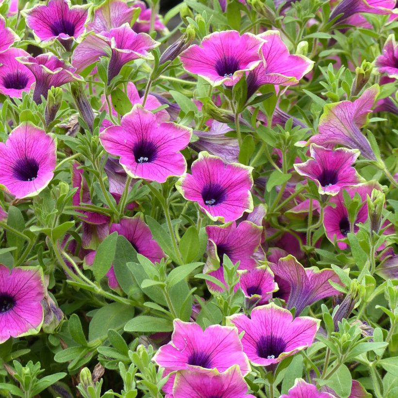 Petunia Designer Buzz Purple (Flowering)
