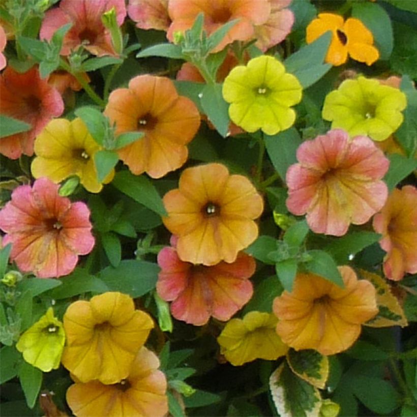 Petunia Cascadias Indian Summer (Flowering)