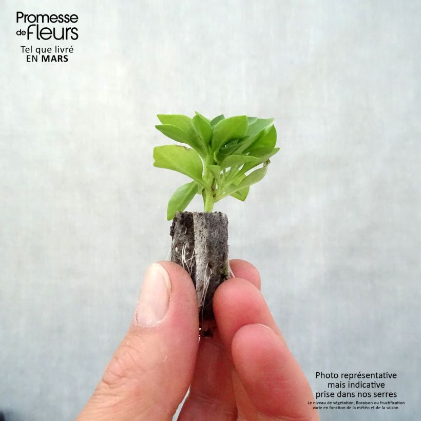 Petunia Capella Baby Pink Plug plant 3/4cm sample as delivered in spring