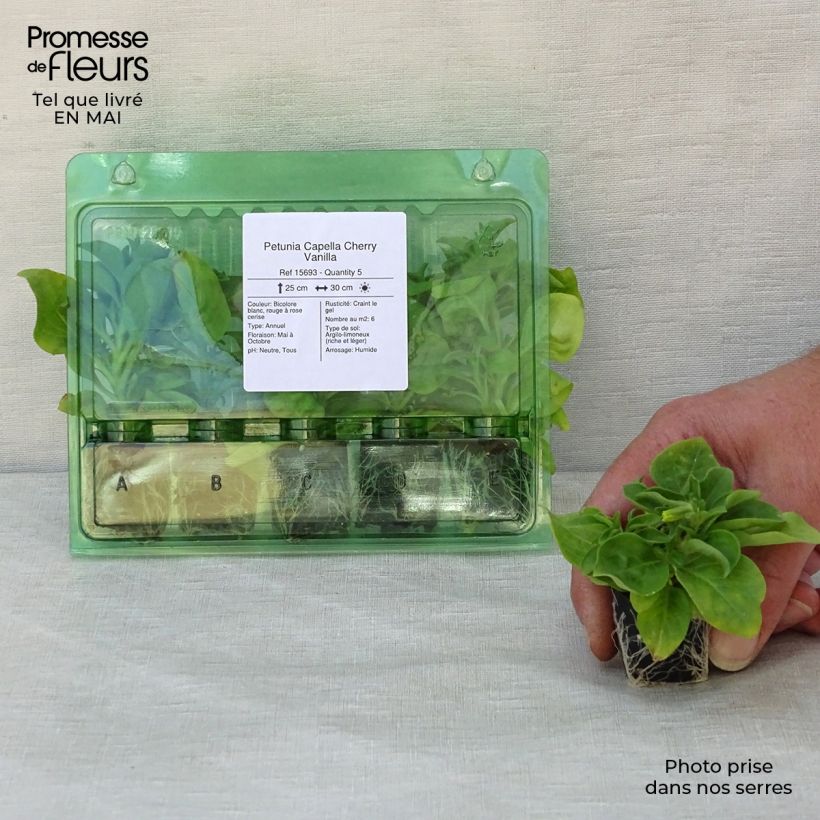 Petunia Capella Cherry Vanilla Plug plant 3/4cm sample as delivered in spring