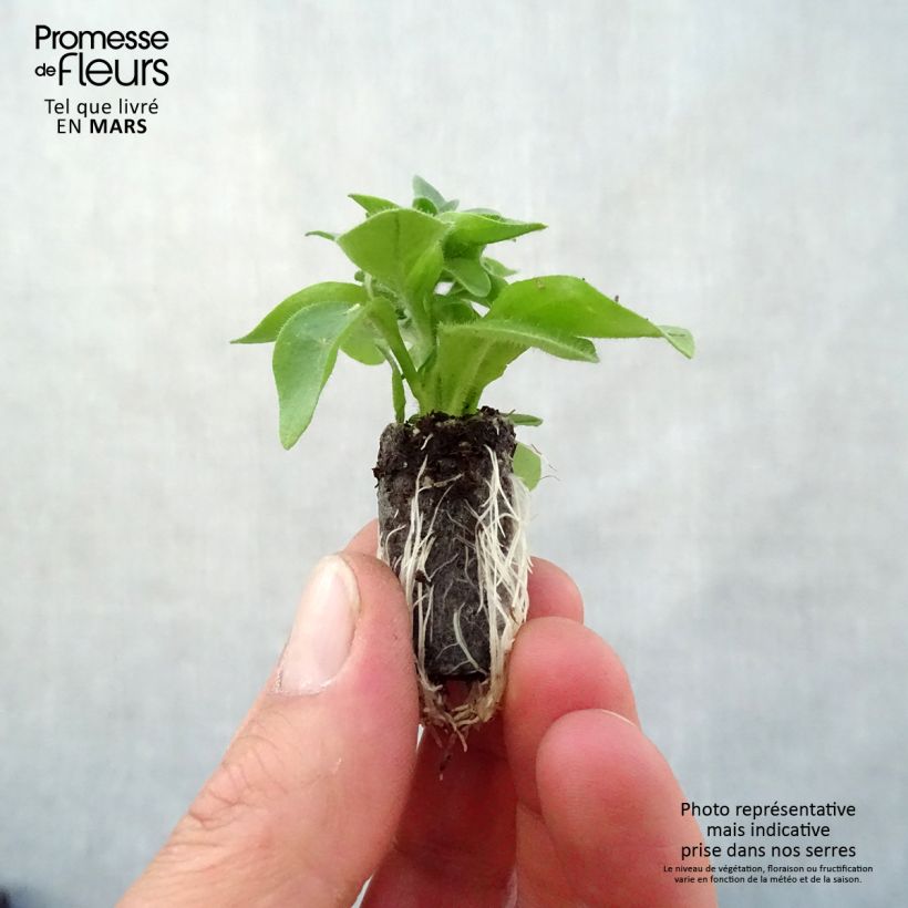 Petunia Capella Hello Yellow Plug plant 3/4cm sample as delivered in spring