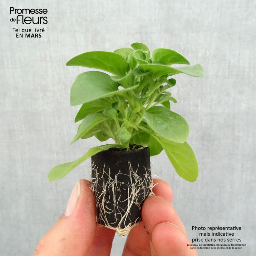 Petunia  hybrida Bicolor Cabernet - Petunia cascadias Bicolor Cabernet Plug plant 3/4cm sample as delivered in spring