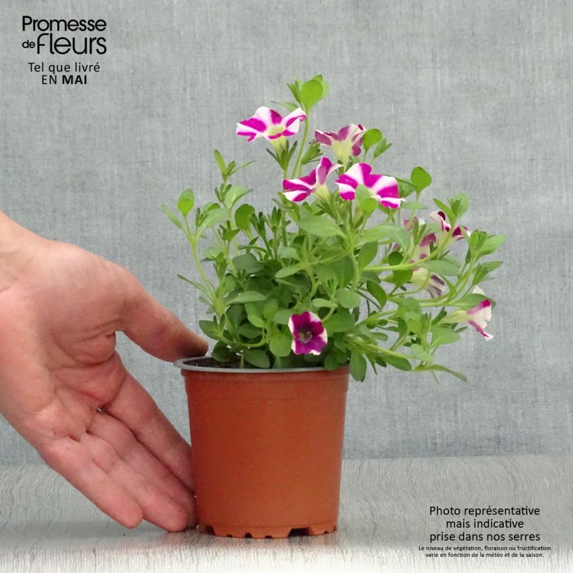 Petunia  hybrida Bicolor Cabernet - Petunia cascadias Bicolor Cabernet sample as delivered in spring