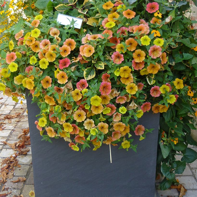 Petunia Cascadias Indian Summer (Plant habit)