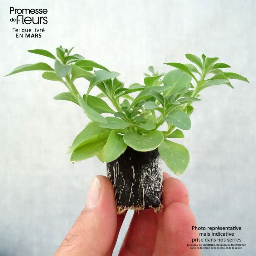 Petunia Cascadias Rim Magenta Plug plant 3/4cm sample as delivered in spring