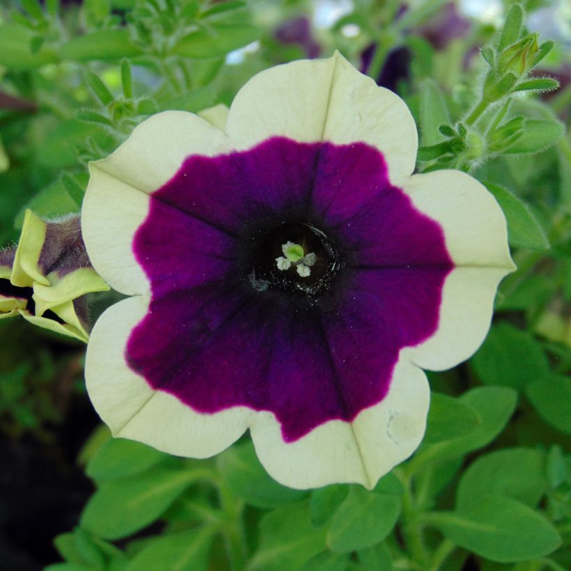 Petunia Cascadias Rim Magenta (Flowering)