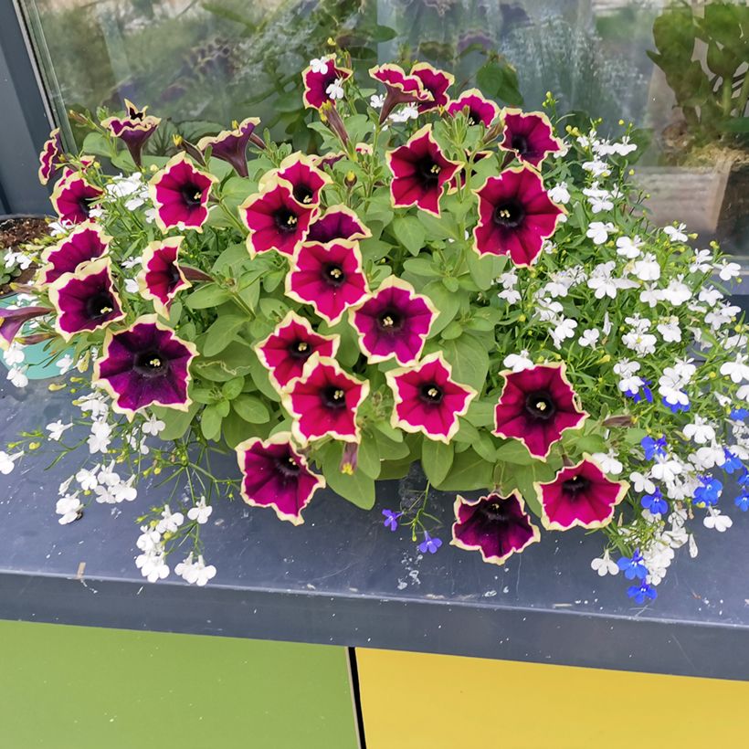 Petunia Cascadias Rim Magenta (Plant habit)