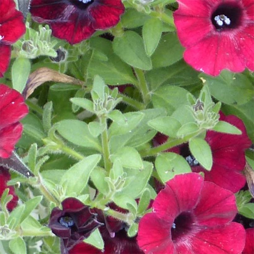 Petunia Chocolina (Foliage)