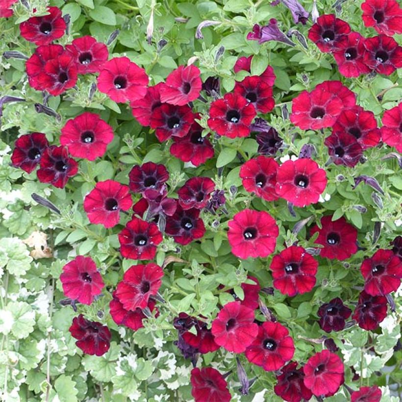 Petunia Chocolina (Flowering)